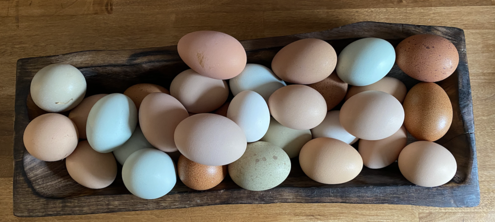 Feeding Egg Shells to Chickens
